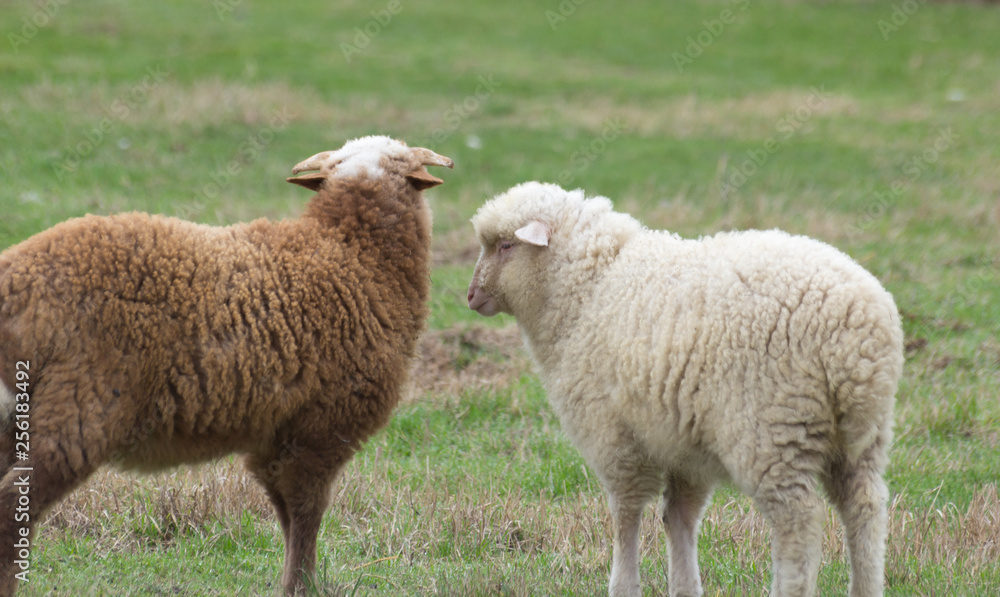 Sheep and lambs on pasture graze. Sheep and lambs on pasture graze.