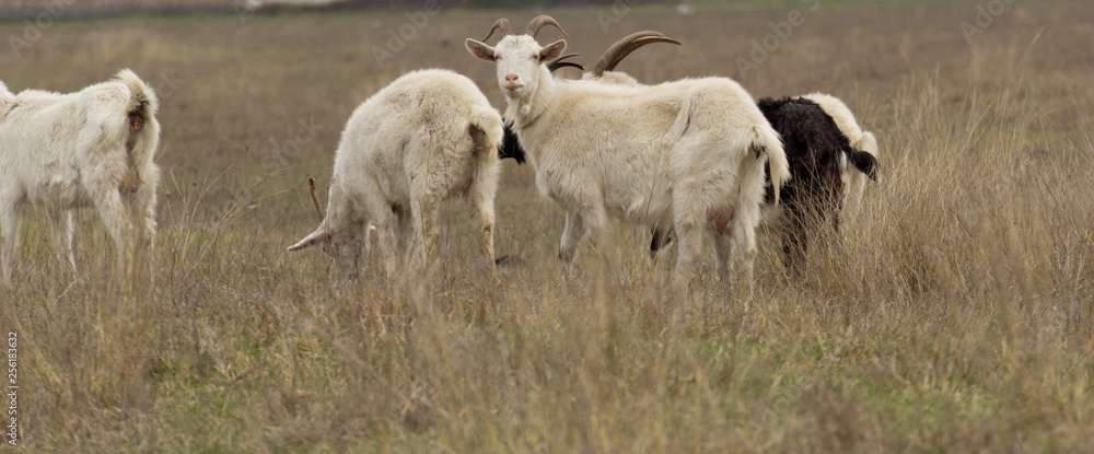 Naklejka premium Domestic goats in the pasture.