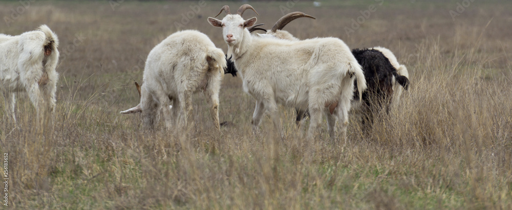 Domestic goats in the pasture. Domestic goats in the pasture.