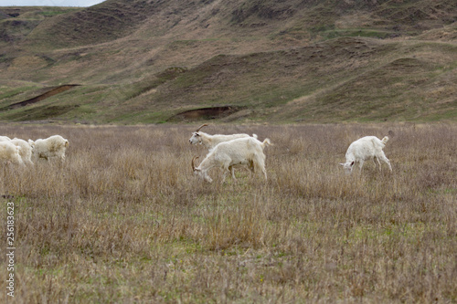 Domestic goats in the pasture.