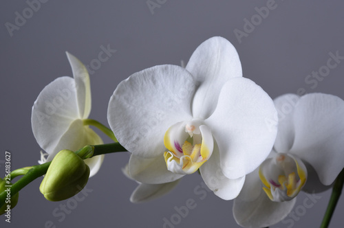 orchid on a white background