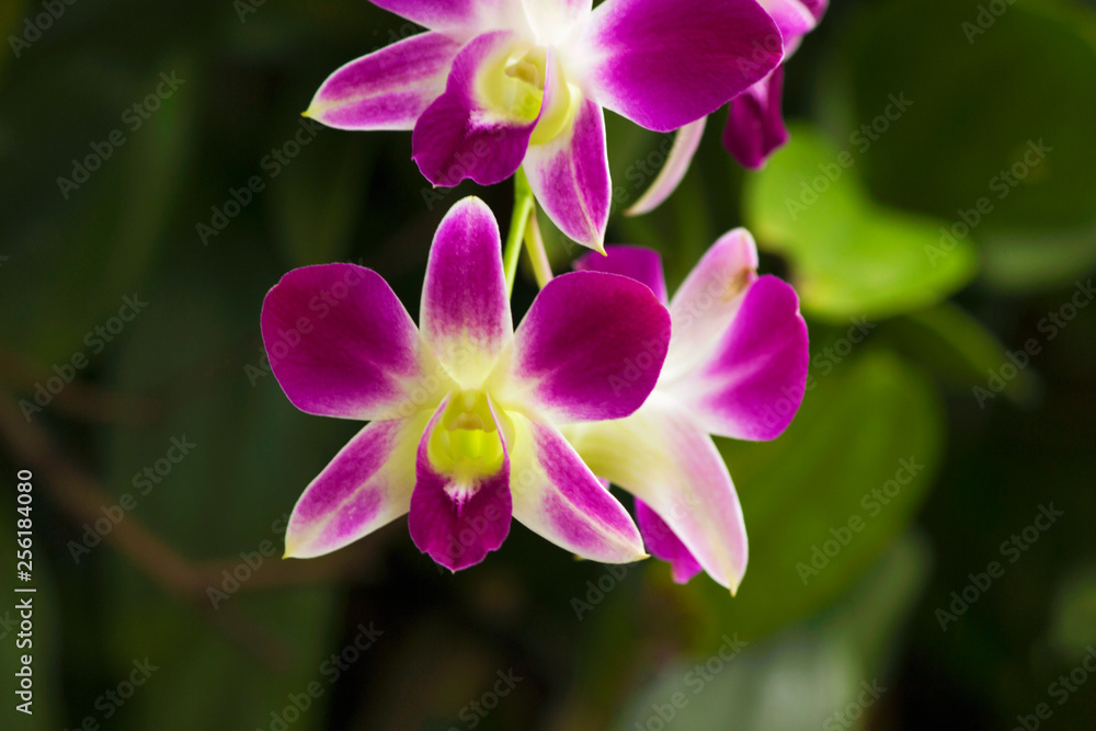 Fototapeta premium Dendrobium orchid, Dendrobium, Jurong bird park, Singapore.