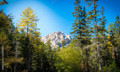 view of a rocky mountain behind pine trees