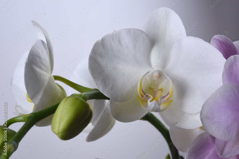orchid on a white background orchid on a white background