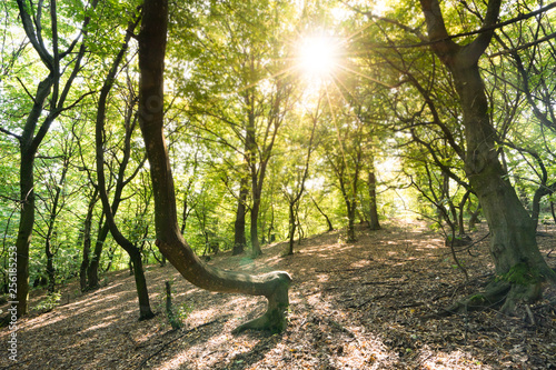The Hoia Baciu forest, one of the most haunted forest in the world