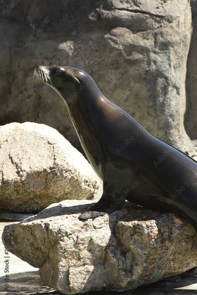 Obraz premium uchatka