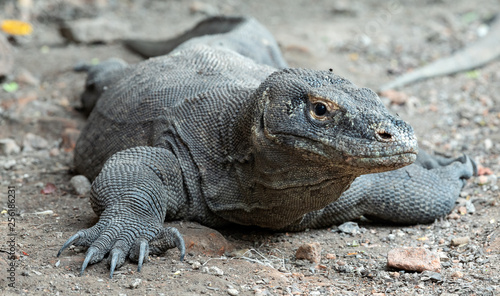 The Komodo dragon. Front view  close up. Scientific name  Varanus komodoensis. Indonesia.