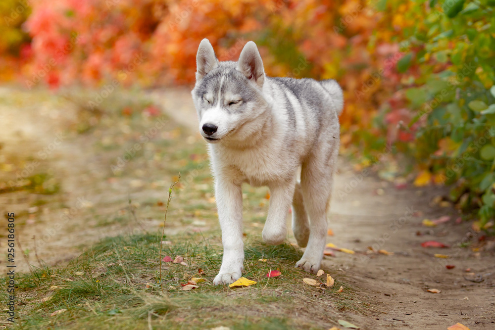 Obraz premium Portrait of cute and happy dog breed Siberian husky with tonque hanging out running in the bright yellow autumn forest. Cute grey and white husky dog in the golden fall forest