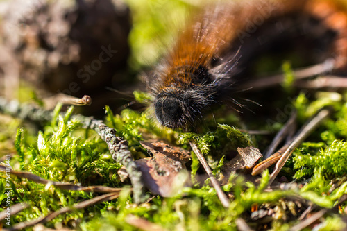 Macro head of brown catterpillar in forest background