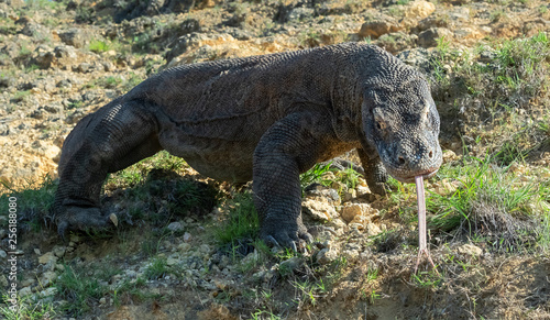 Fototapeta Naklejka Na Ścianę i Meble -  Komodo dragon  with the  forked tongue sniff air. Close up. The Komodo dragon, scientific name: Varanus komodoensis. Indonesia.
