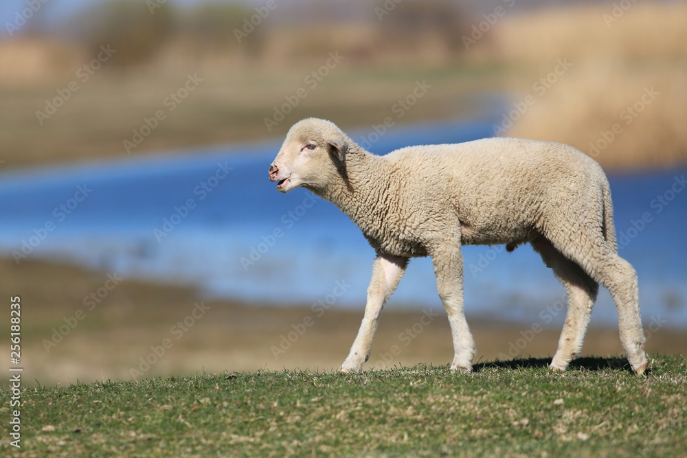 Obraz premium Cute lamb on the green spring meadow