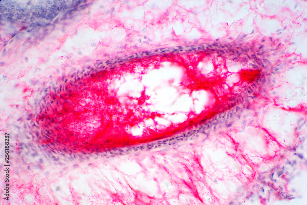 Fototapeta premium Human lung tissue under microscope view.