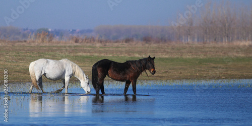 Two wild horses black and white is drinking on the watering place