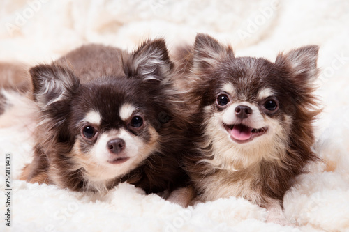 Photo funny chihuahua dog,two chihuahua dogs lying on a blanket,cute dog chihuahua