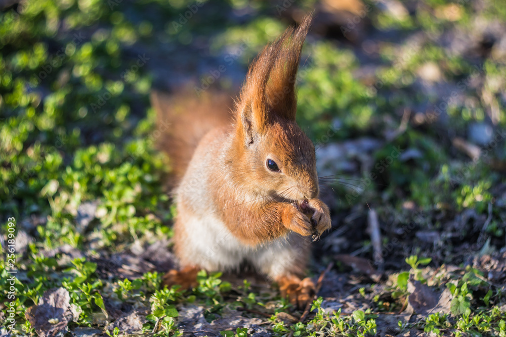 Close-up portrait young squirrel eats nut in the park. Close-up portrait young squirrel eats nut in the park.