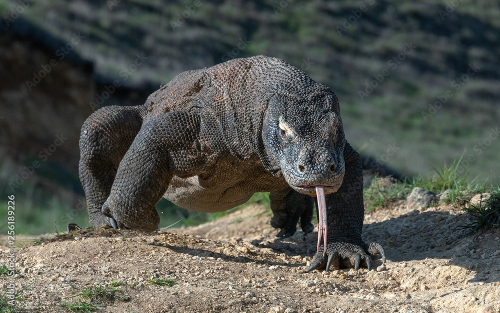 Obraz premium Komodo dragon with the forked tongue sniff air. Close up. The Komodo dragon, scientific name: Varanus komodoensis. Indonesia.