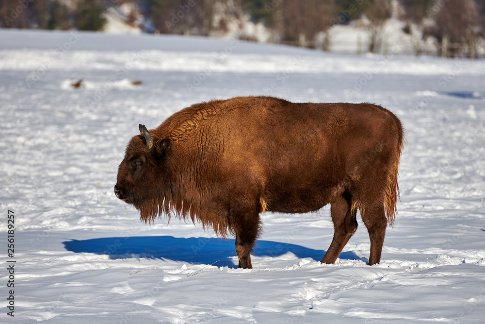 European Bison, Wisent, European Wood Bison, herbivore in winter, Bison bonasus, Romania, Europe European Bison, Wisent, European Wood Bison, herbivore in winter, Bison bonasus, Romania, Europe