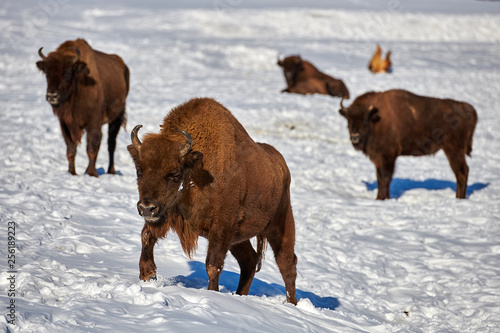 European Bison, Wisent, European Wood Bison, herbivore in winter, Bison bonasus, Romania, Europe