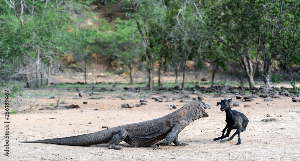 The dragon attacks. The Komodo dragon attacks the prey. The Komodo dragon, scientific name: Varanus komodoensis. Indonesia. The dragon attacks. The Komodo dragon attacks the prey. The Komodo dragon, scientific name: Varanus komodoensis. Indonesia.