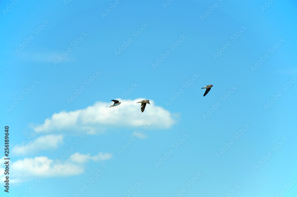Swallows flying on the blue sky flying in group