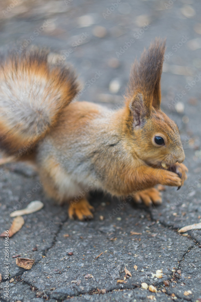 Close-up portrait young squirrel eats nut in the park. Close-up portrait young squirrel eats nut in the park.