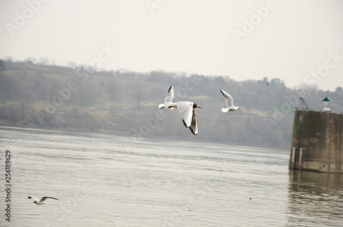 Black-headed gull in the flight above the river