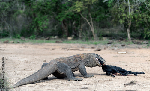 The dragon attacks. The Komodo dragon attacks the prey. The Komodo dragon, scientific name: Varanus komodoensis. Indonesia.