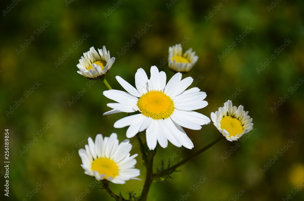 Fototapeta premium Leucanthemum maximum spring flower