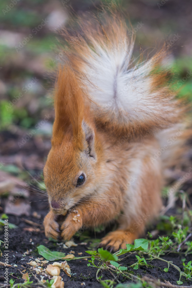 Close-up portrait young squirrel eats nut in the park. Close-up portrait young squirrel eats nut in the park.