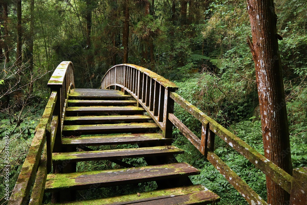 Obraz premium Alishan Forest