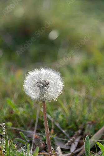 Detail of dandelion in countryside