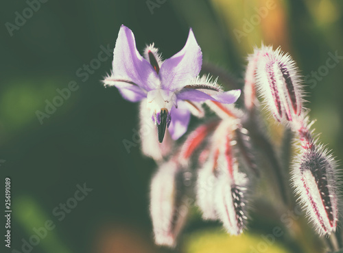 Close up shot of the borage flower in spring