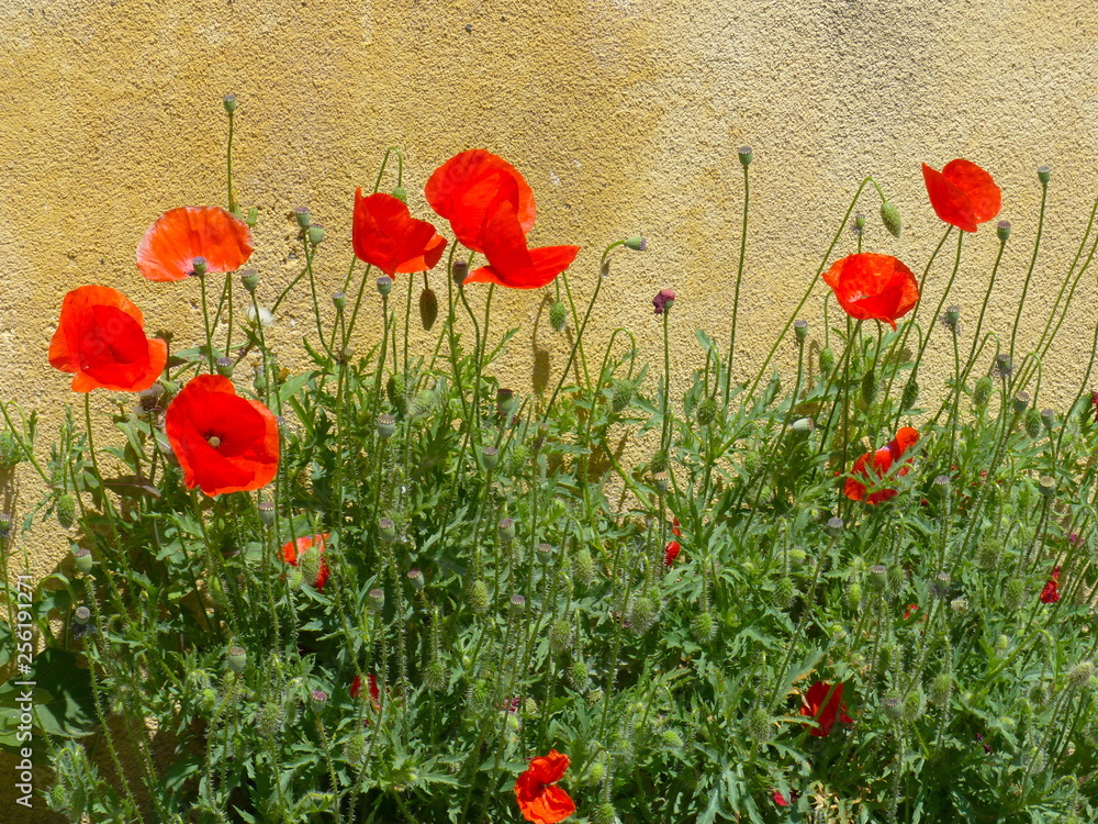 Naklejka premium Mohn