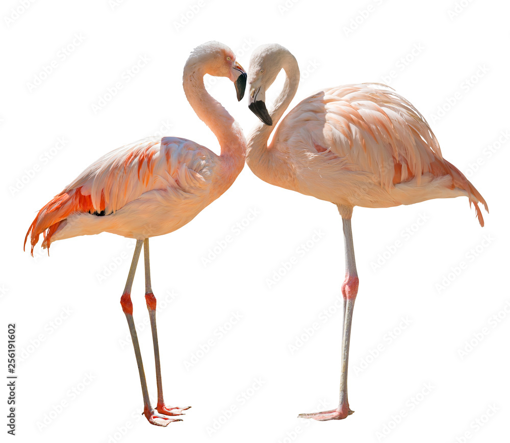 two pink flamingo birds on white