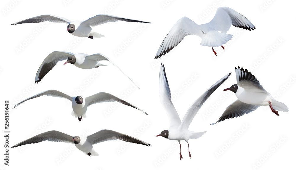 Fototapeta seven flying black-headed gulls on white