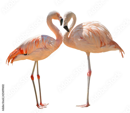 two pink flamingo birds on white © Alexander Potapov