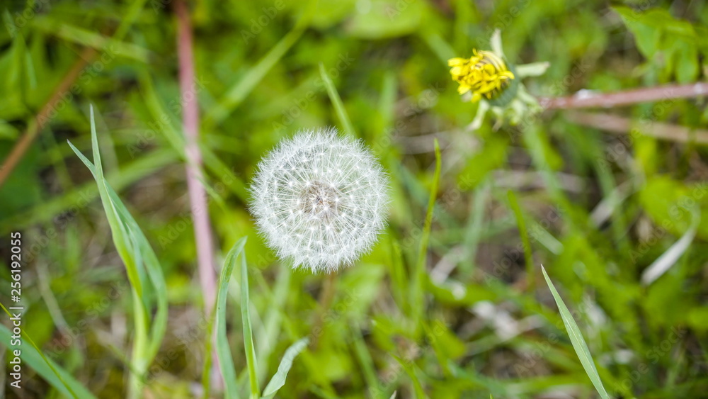9708_The_white_dandelion_plant_after_blooming.jpg 9708_The_white_dandelion_plant_after_blooming.jpg