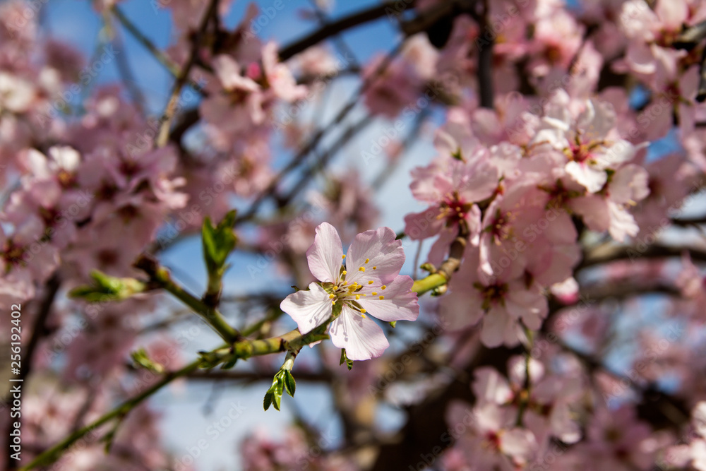 Almond blossom in spring in Bulgaria Almond blossom in spring in Bulgaria