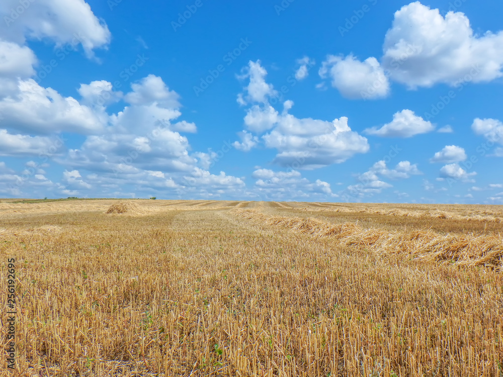 stubble, remnants of stalks in a field after harvesting wheat