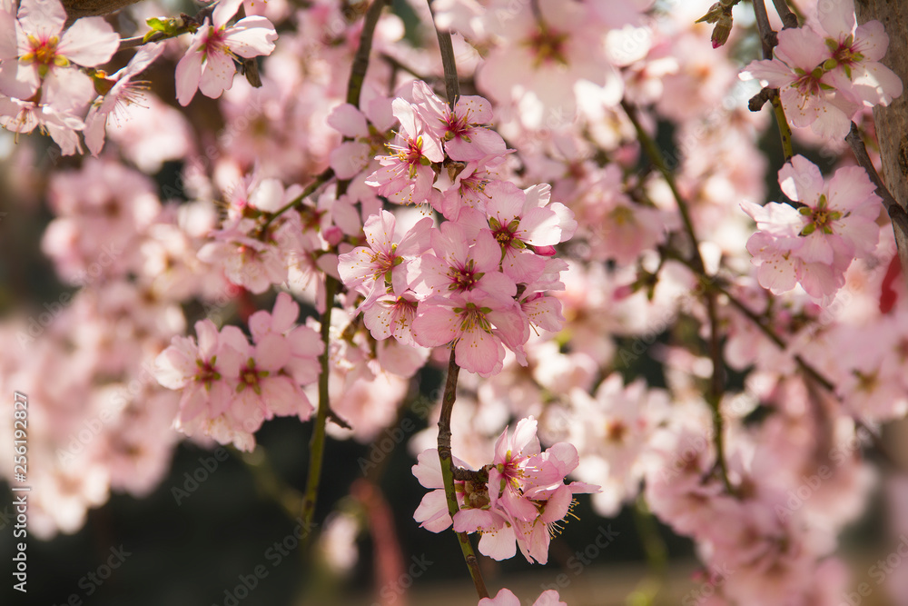 Almond blossom in spring in Bulgaria Almond blossom in spring in Bulgaria