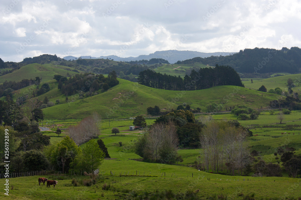 Some cows at green meadows and fields in the New Zealand countryside