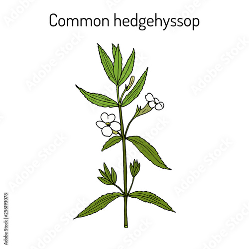 Gratiole gratiola officinalis , medicinal plant