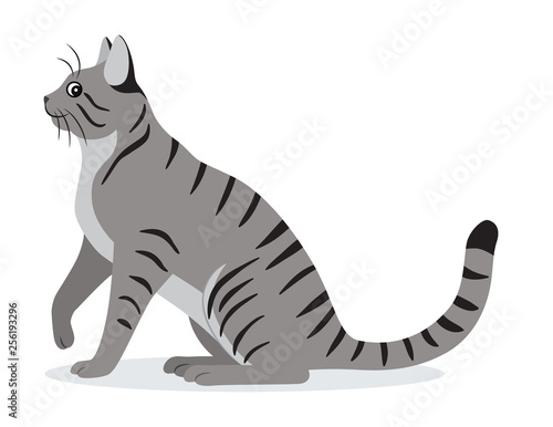 Smooth coated tabby cat with long tail icon, cute gray pet, domestic animal, vector illustration