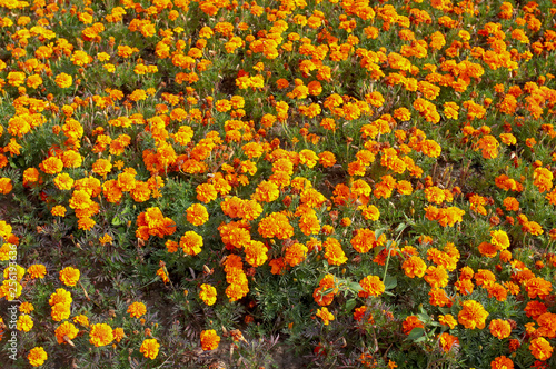 Orange flowers on the ground in the park