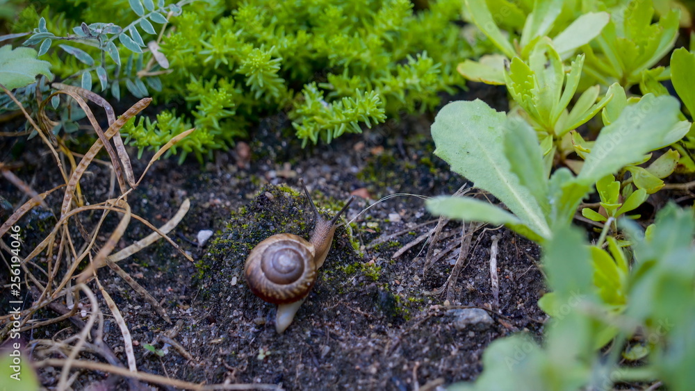 10136_The_small_snail_crawling_on_the_black_soil.jpg 10136_The_small_snail_crawling_on_the_black_soil.jpg