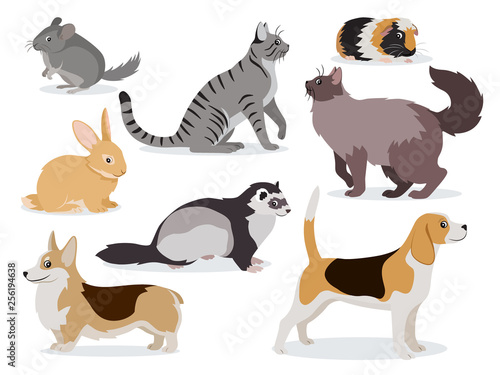 Pets icon set, cute gray chinchilla, fluffy ferret, smooth coated and domestic long-haired cats, corgi, beagle, dogs, rabbit, guinea pig isolated, vector illustration