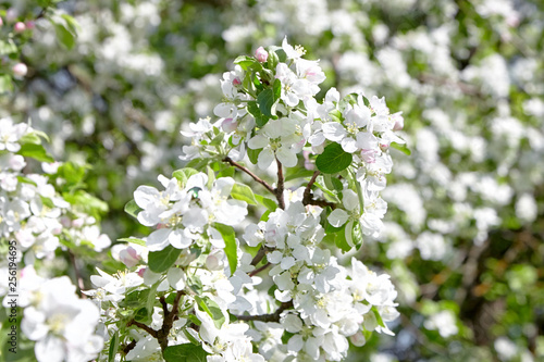 White apple tree flowers, blossoming spring fruit garden