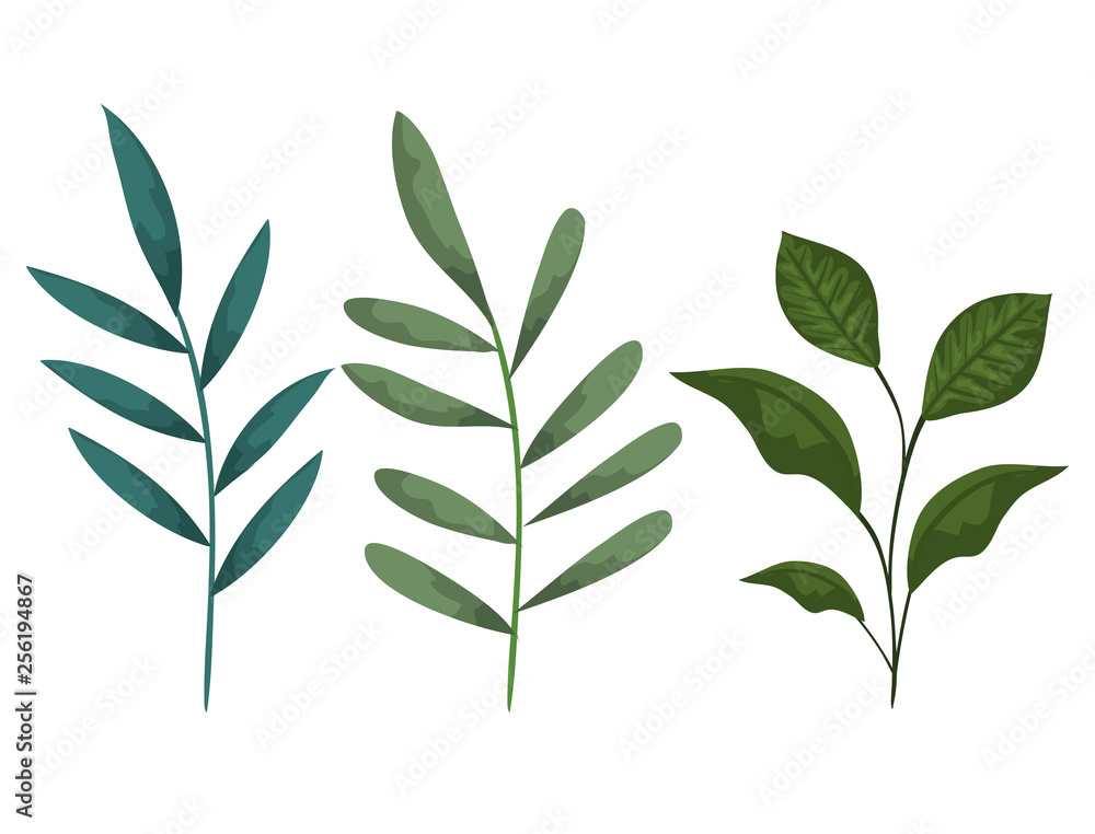 set nature branches leaves plants