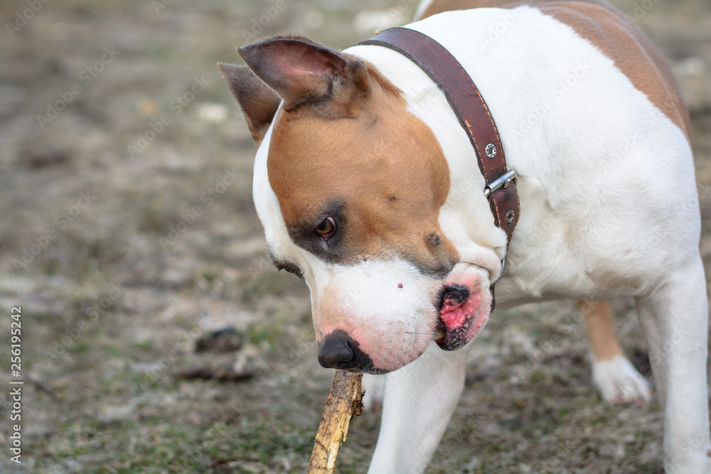 A young dog of the breed American Staffordshire Terrier plays with a wooden stick A young dog of the breed American Staffordshire Terrier plays with a wooden stick