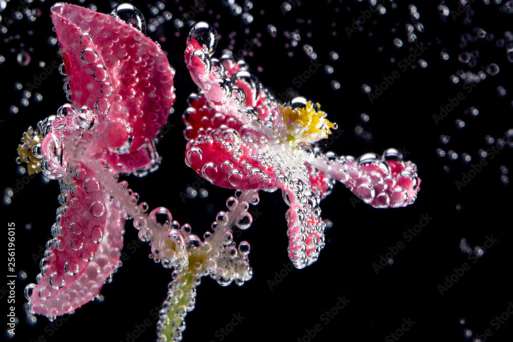 Pink flowers begonias under water